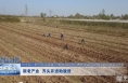 《扎实推进“三比一提升” 坚决打赢脱贫攻坚战》新老产业  齐头并进助脱贫