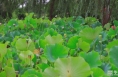 《瞰渭南》白水：秋荷独后时 摇曳见风姿
