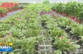 《直通县市》白水：“1+8”产业布局让群众脱贫致富信心足