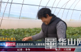 渭南经开区辛市街道辛市村：大棚草莓为寒冬送上一份甜蜜