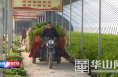 渭南经开区前锋村：设施农业让集体经济活起来