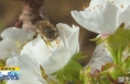 《直通县市》白水：樱桃花开迎春早