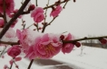 白水：初春瑞雪景如画