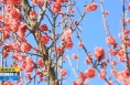 《直通县市》合阳洽川：“百花齐放”俏争春 美丽画卷惹人醉