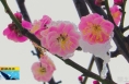 《直通县市》白水：梅花盛开惹人醉