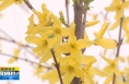 《直通县市》潼关：三月花开 春满金城