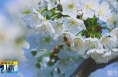 《直通县市》白水：樱桃花开“雪”满园