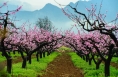 春游赏花有去处 陕西发布12条春季休闲农业和乡村游精品线路
