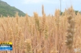 《直通县市》潼关：金色麦浪美如画