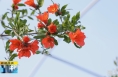 《直通县市》潼关：石榴花开映金城