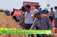 社会化服务“全程托管”模式 让旱地小麦增产增收