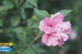 《直通县市》​潼关麻峪木槿花开秀美姿