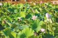 合阳：荷花次第开 采收致富忙