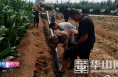 渭南经开区信义街道南焦村： 党建引领产业发展  建设美丽新农村