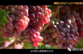 渭南市农业产业全产业链重点链——合阳县红提葡萄全产业链简介