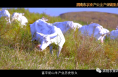 渭南市农业产业全产业链重点链——富平县奶山羊全产业链简介