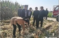合阳县全力做好秋收秋播工作