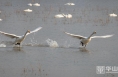組圖|美麗白天鵝“落戶”華山腳下