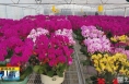 《直通县市》蒲城：花卉园里春意浓 年宵花走俏市场