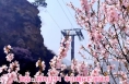 華山遇上桃花有多美？人民網(wǎng)上看視頻，登上華山賞美景！