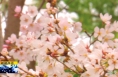 《直通县市》白水：好景知时节 一方春色醉林皋