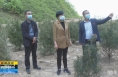 《直通县市》于娟侠调研指导潼关县秦岭生态环境保护和林长制工作