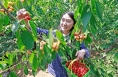 澄城樱桃云营销季活动5月18日启动