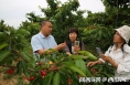 陜西千名果農網紅培訓實戰課：走進澄城櫻桃園拍短視頻直播帶貨