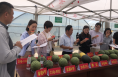渭南市农科院：举办小型西瓜新品种观摩品鉴暨简约高效栽培技术培训会
