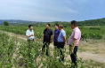 【以他山之石 助產業振興】華陰市考察團赴寧夏考察學習黑果花楸種植及加工項目
