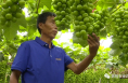 【我和天福樱花的故事第二季】大荔县羌白镇司军锋：夫妻同心 天福精心 年年精品