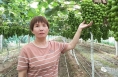 《我和天福樱花的故事第二季》张亚：一波三折种葡萄 听话照做是关键