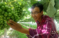 【我和天福樱花的故事第二季】大荔县两宜镇李百强：不畏困难 注重细节 种出精品果