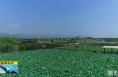 《直通县市》合阳洽川：接天莲叶无穷碧 映日荷花别样红