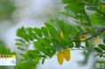 《直通县市》白水：秋风起白云飞 雁门山风光无限