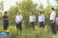 《直通县市》薛斌调研蒲城县乡村振兴工作