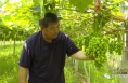 【我和天福樱花的故事第二季】大荔县许庄镇申宏州：听话照做 种植路上少走弯路