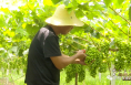 【我和天福樱花的故事第二季】大荔县韦林镇李邦民：面积再大 品质永远第一位