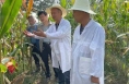 陕西省玉米品种审定委员会专家组来渭鉴定考察观摩玉米品种试验