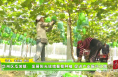 华州区瓜坡镇：发展阳光玫瑰葡萄种植 促进产业振兴之路