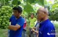 【我和天福樱花的故事第二季】大荔县两宜镇张武宗：高明阳光玫瑰“第一高” 有舍而后才能得