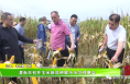 渭南市召开玉米新品种展示示范观摩会