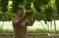 《我和天福樱花的故事第二季》大荔县城关街道张亚：一波三折种葡萄 听话照做是关键