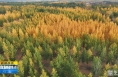 《直通县市》大荔沙苑：层林尽染美如画