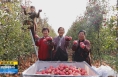 《直通县市》澄城：苹果丰收果农乐