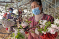 【新春走基层】陕西大荔县：樱桃花开授粉忙
