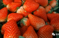 孔村草莓喜丰收  “莓”满幸福新一年