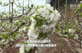 陕西大荔：果蔬大棚春管忙