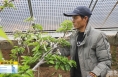 奋进的春天｜《直通县市》澄城：春早人勤农事忙 大棚樱桃挂枝头