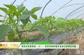 渭农技 兴渭农 渭南农技微课堂（六）：早春茬辣椒种植时应该注意哪些问题？